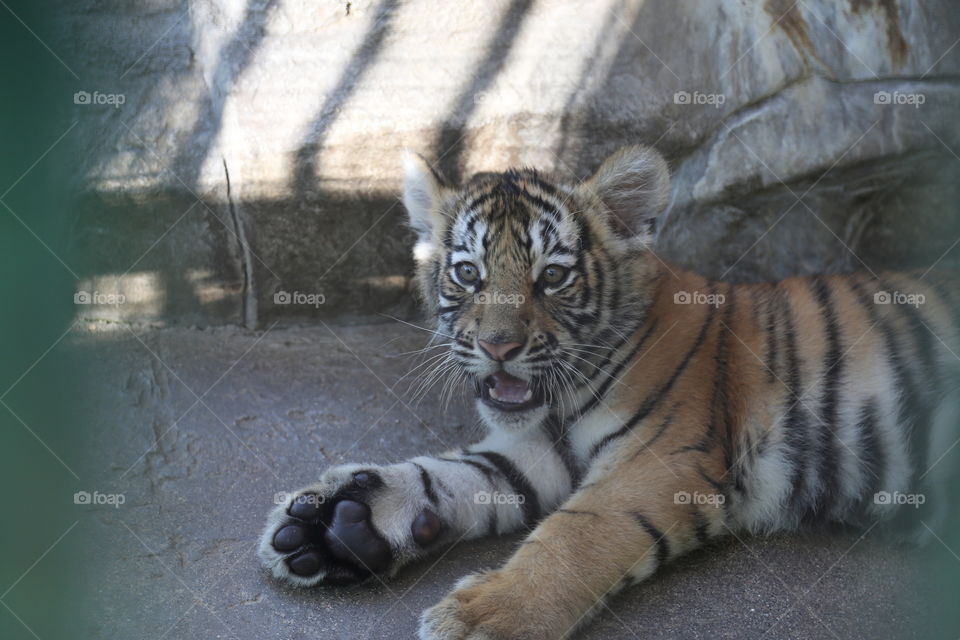 Baby tiger