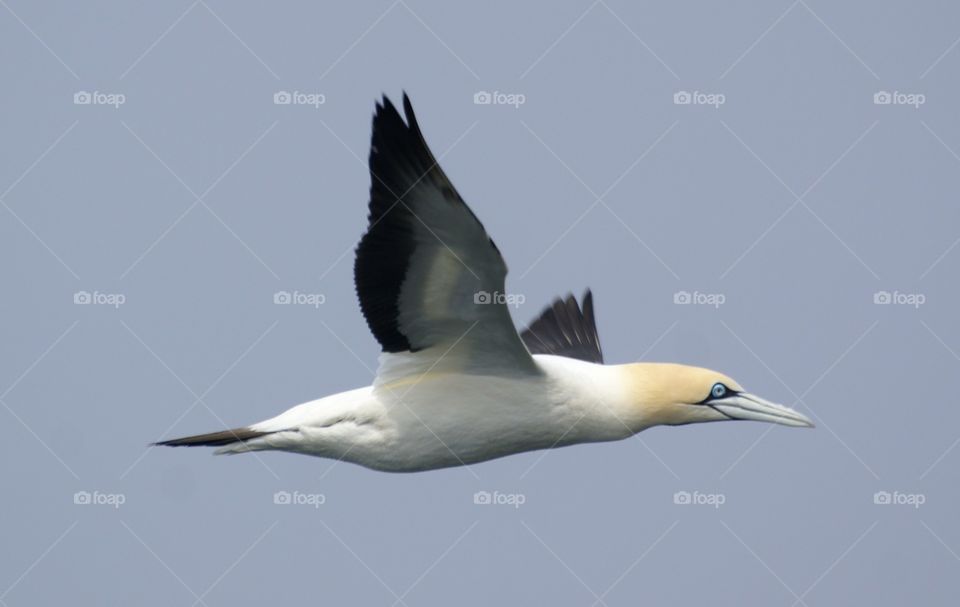 cape gannet