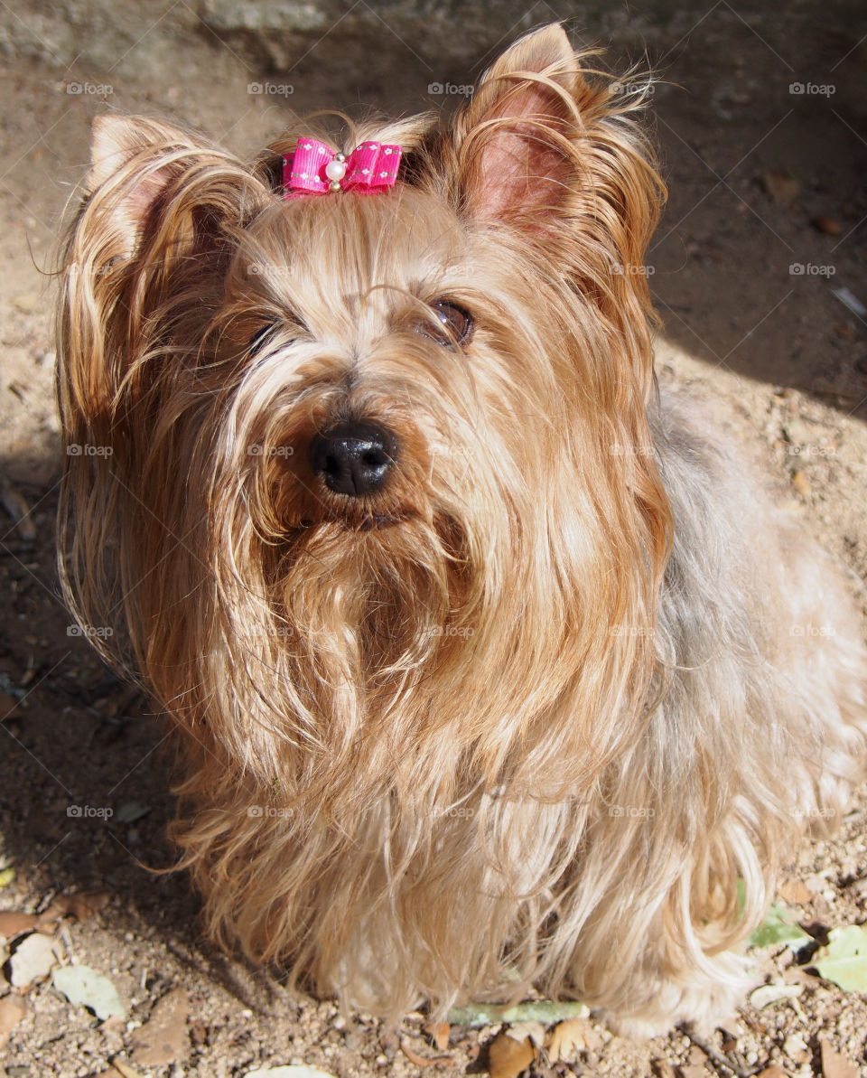 Close-up of yorkshire