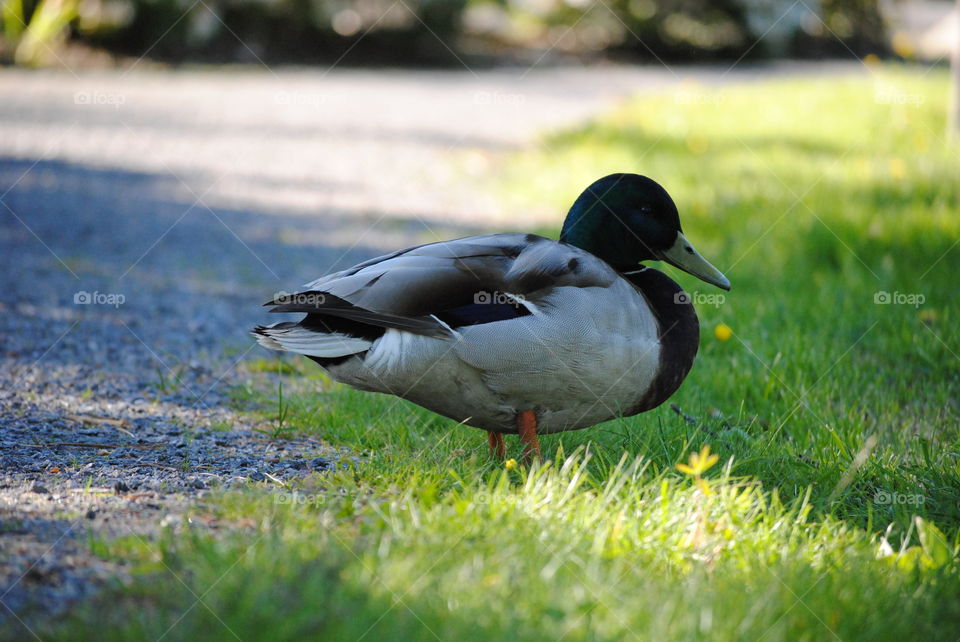 mallard