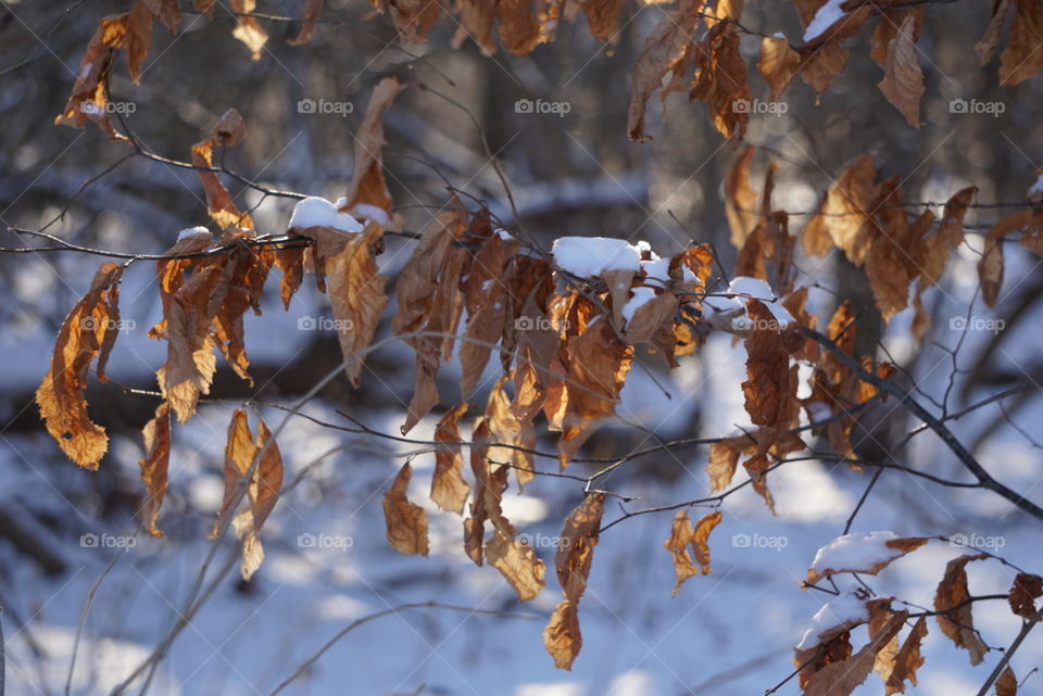 Snow-laden leaves. 