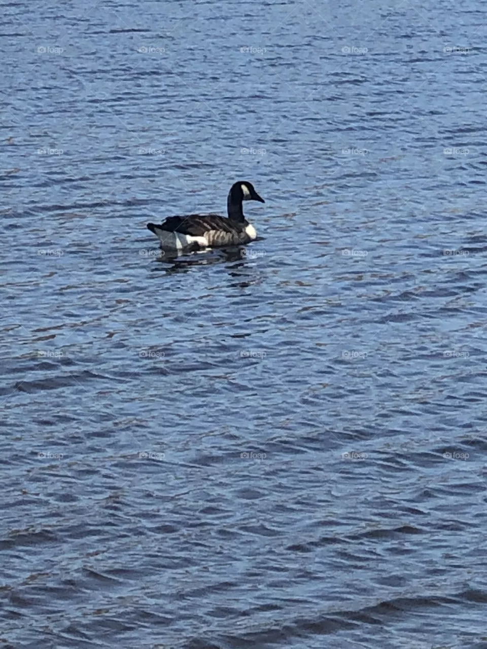 Duck 