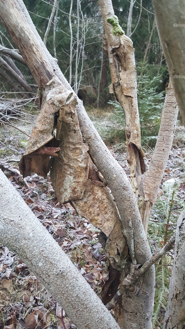 Bark on tree