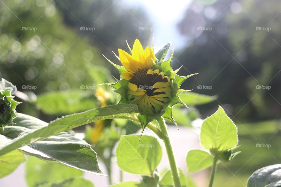 Emerging sunflower