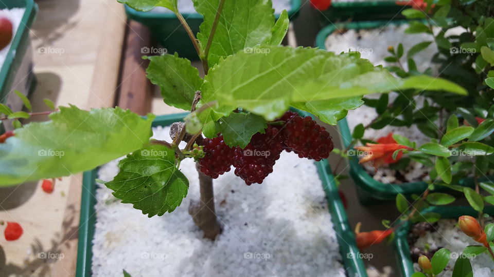 bonsai raspberry