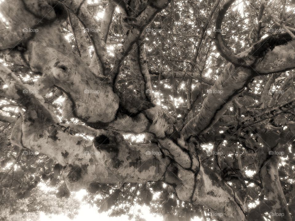 Tree in Black and White