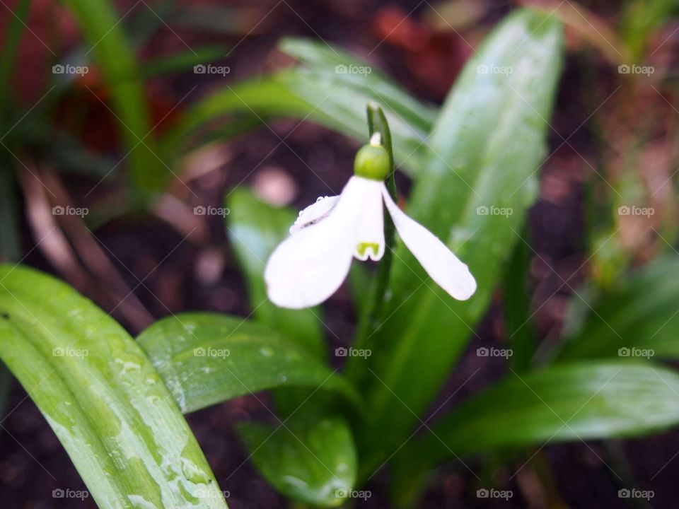 Snowdrop on a rainy day