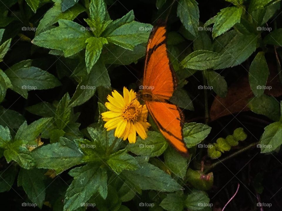 Butterfly on a flower