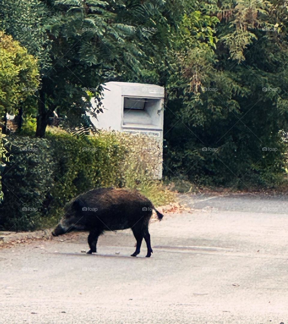 Wild nature in the city