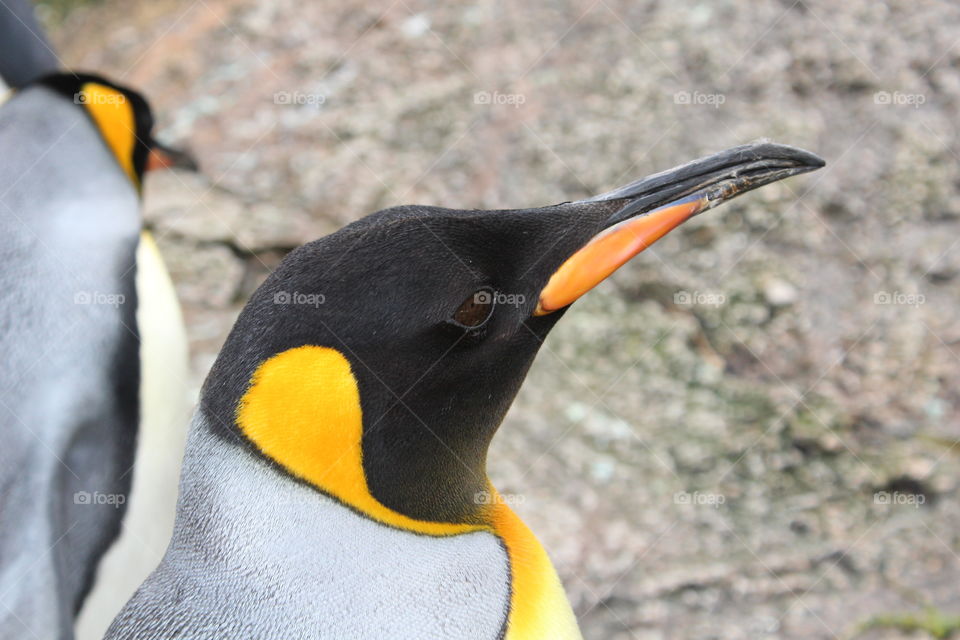 King penguin close up