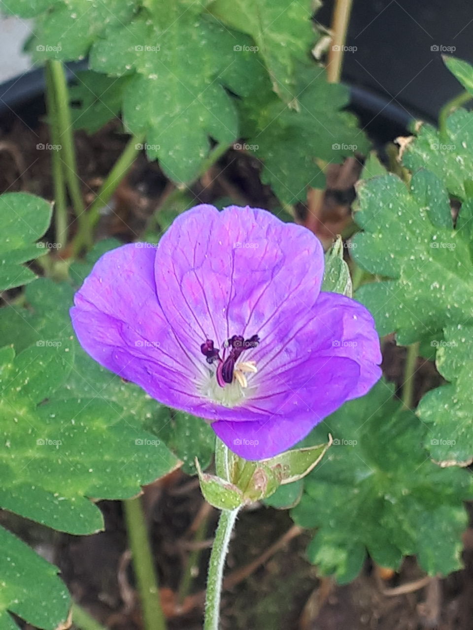 Geranium flower - open bloom.