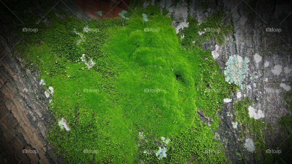 Liquens verdes em arvore.