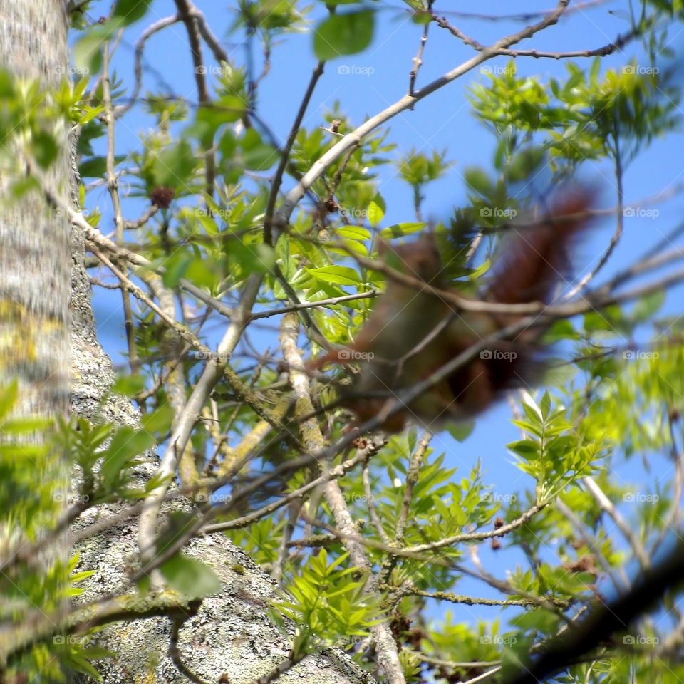 Scenic squirrel and blurred effect