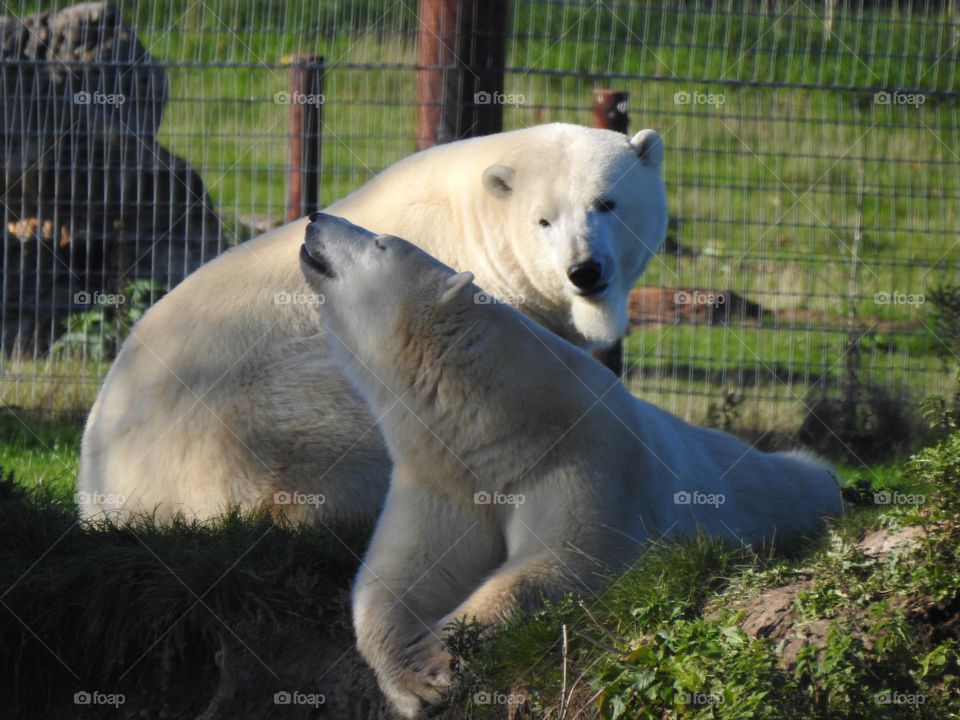 A pair of polar bears