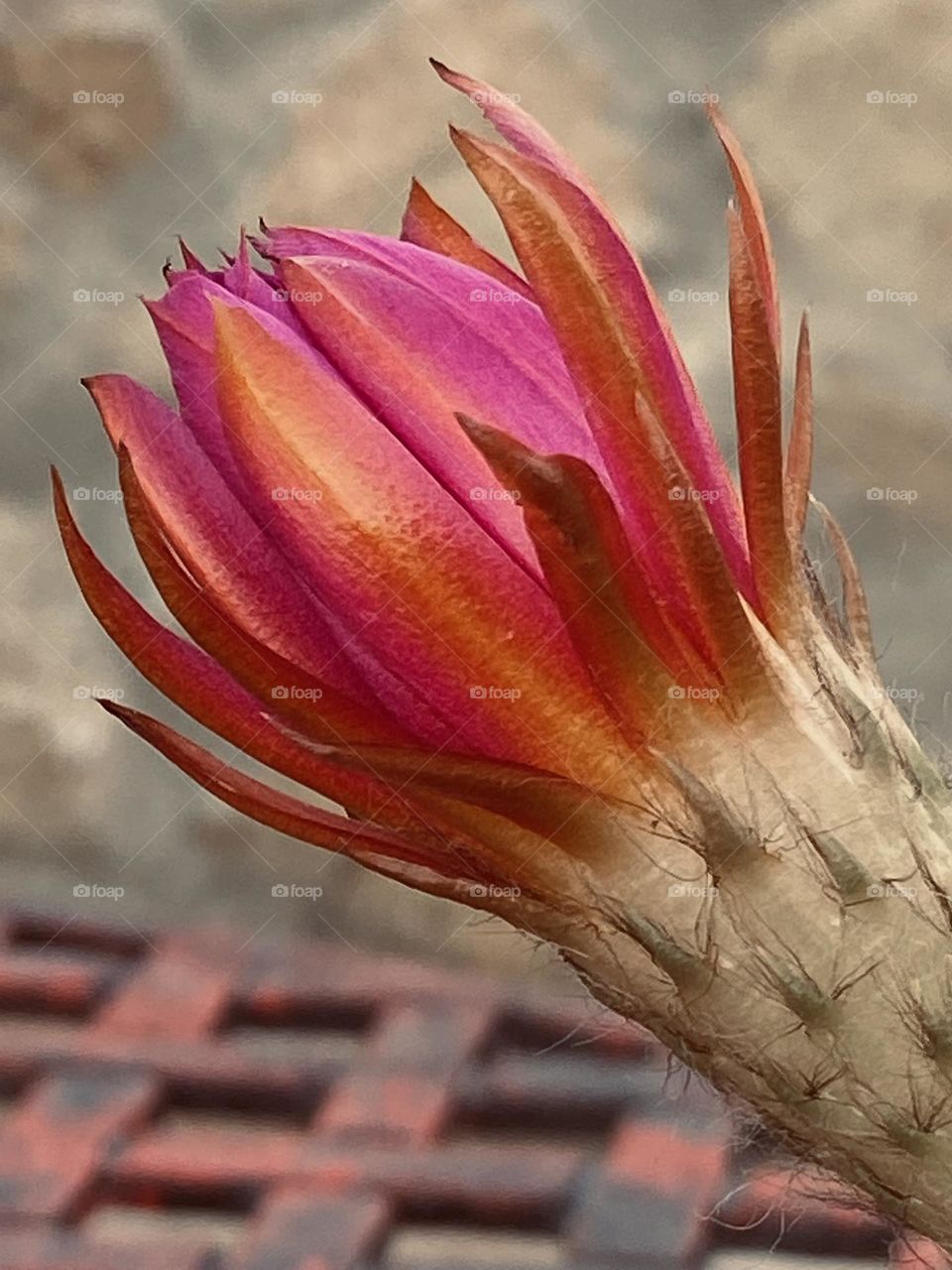 Cactus bloom