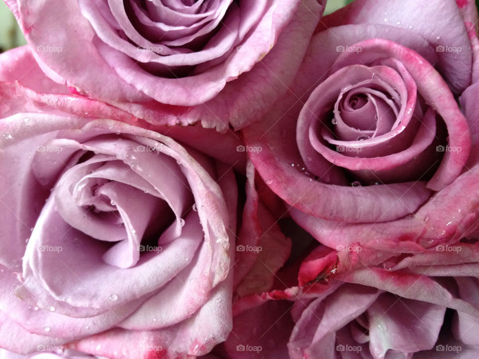 pink roses by iamschmoo