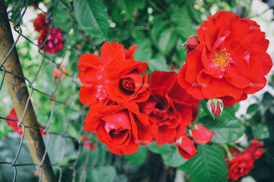 Beauty garden roses 