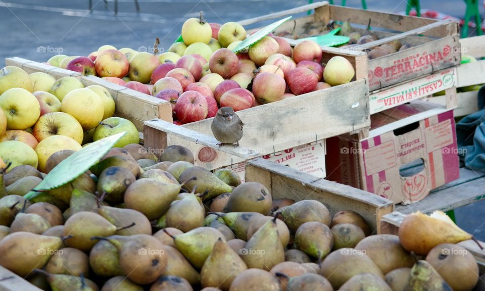 Confused little bird 