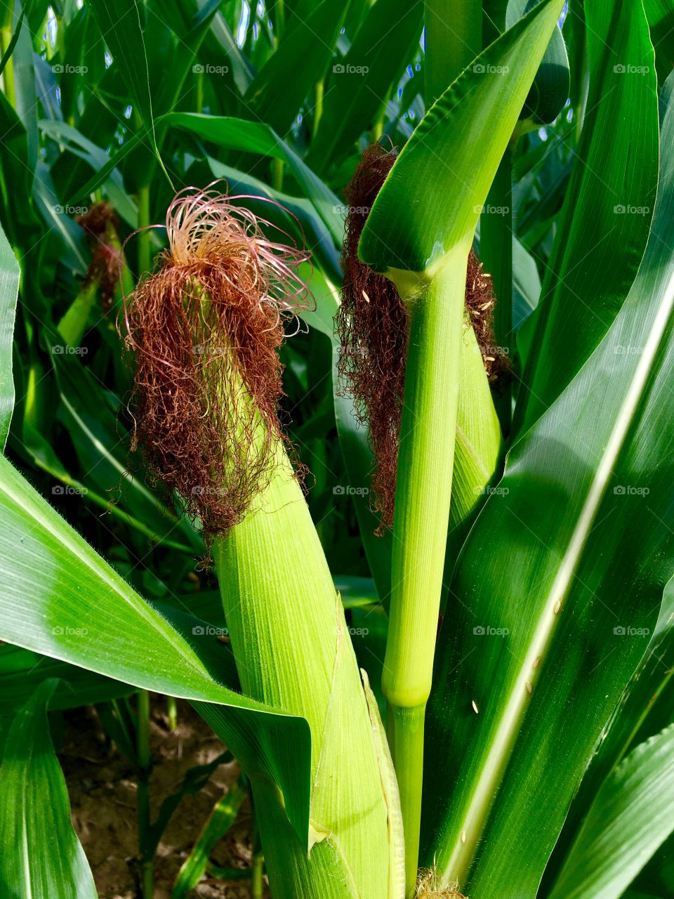 Corn on the stalk