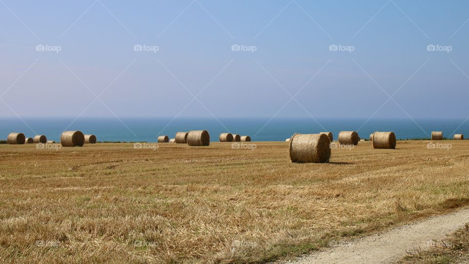 bale field