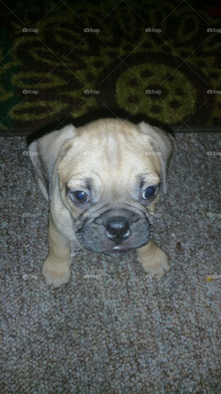 Small Puggle Puppy Sitting on floor