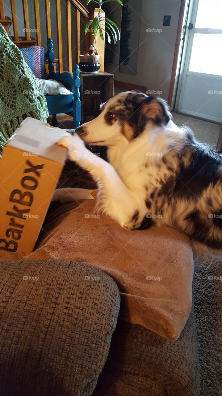 my first barkbox