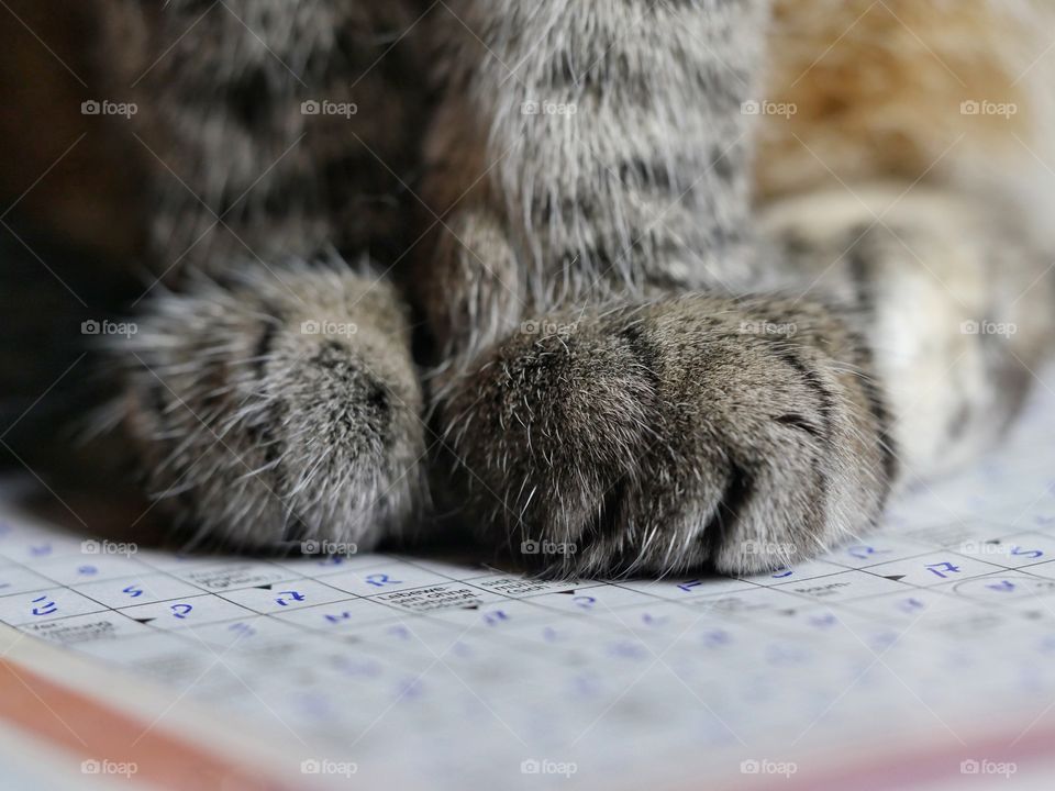 Cat paws