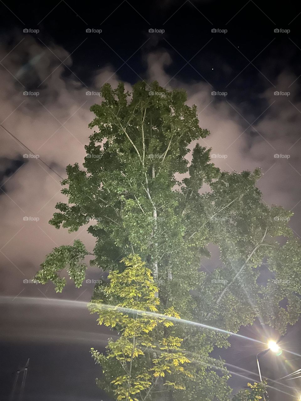 a tree in the dark