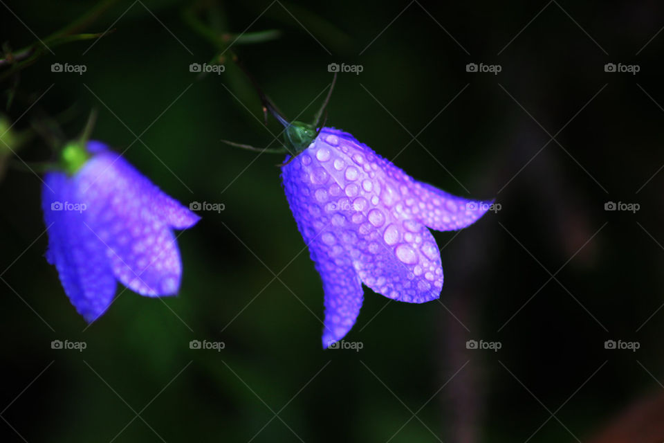 flowers flower purple morning by kann83