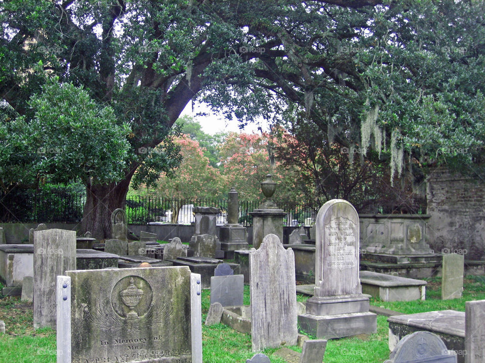 Serene old Charleston cemetery. the moss in the trees gently blowing.