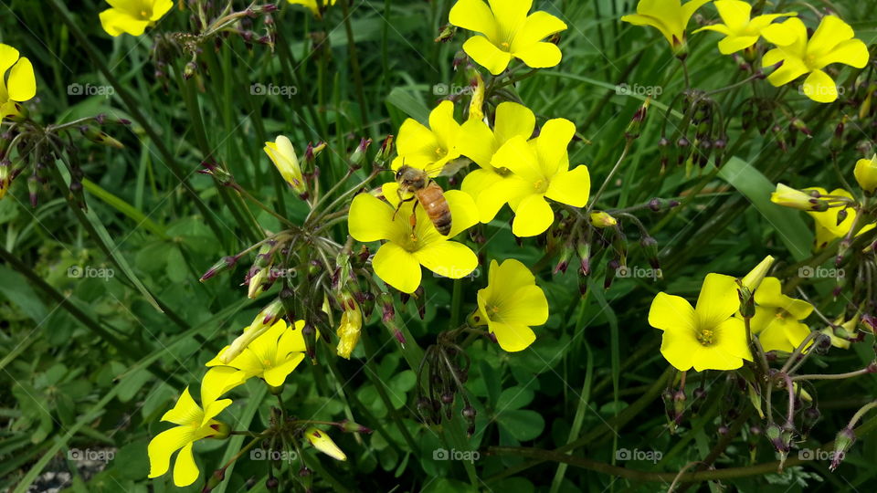 Bee & Weed Flowers