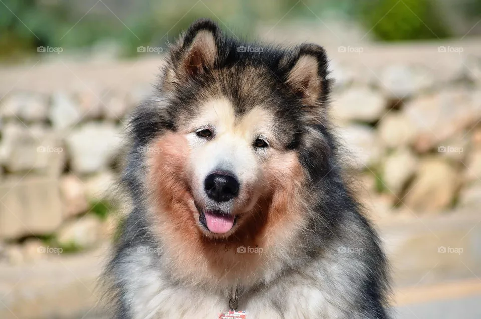 dog
