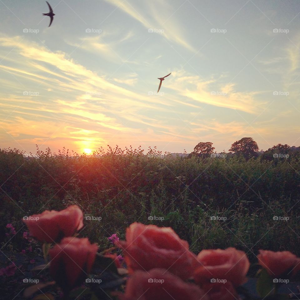 Swallows at sunset