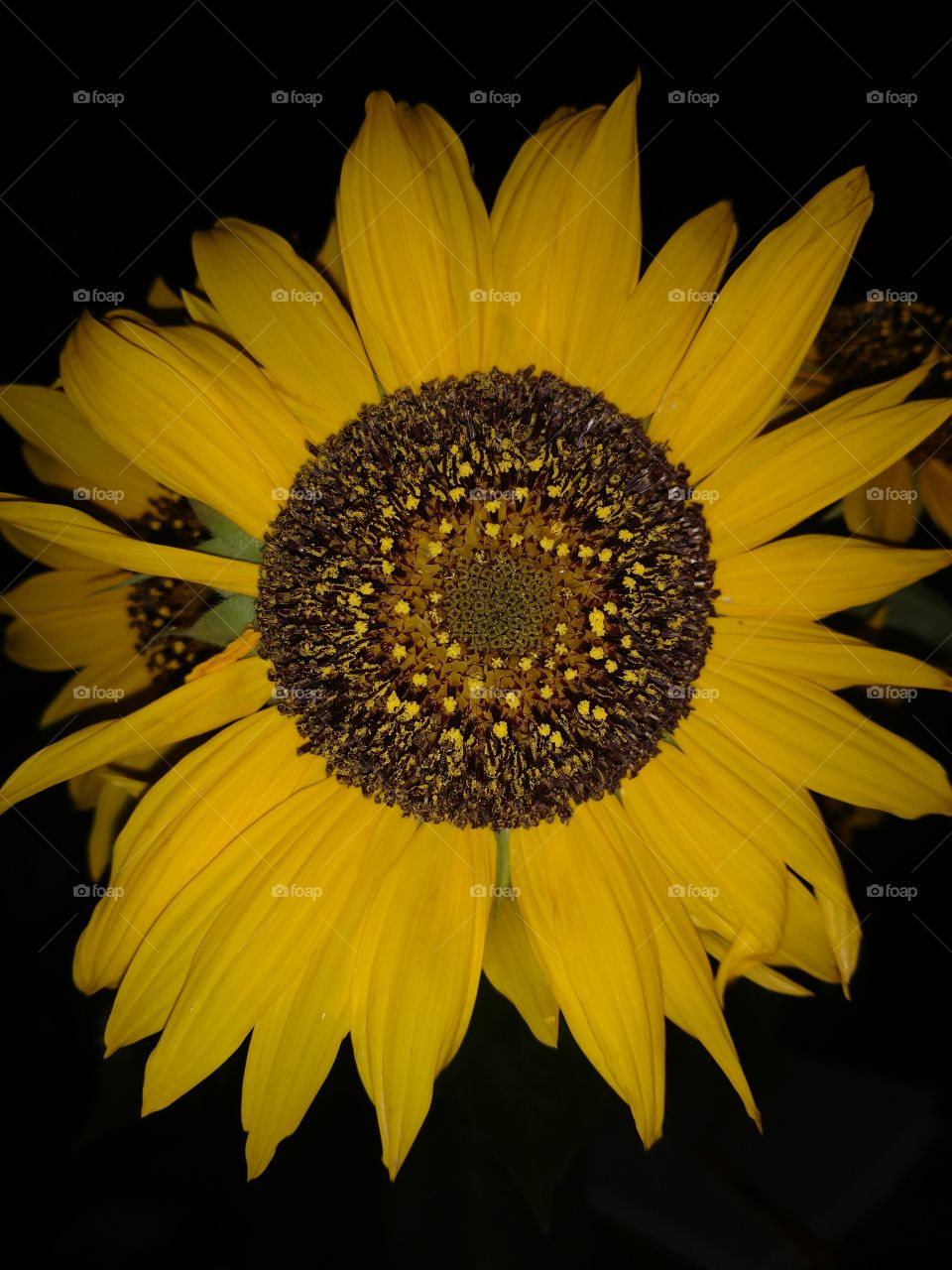 Black Background Sunflower
