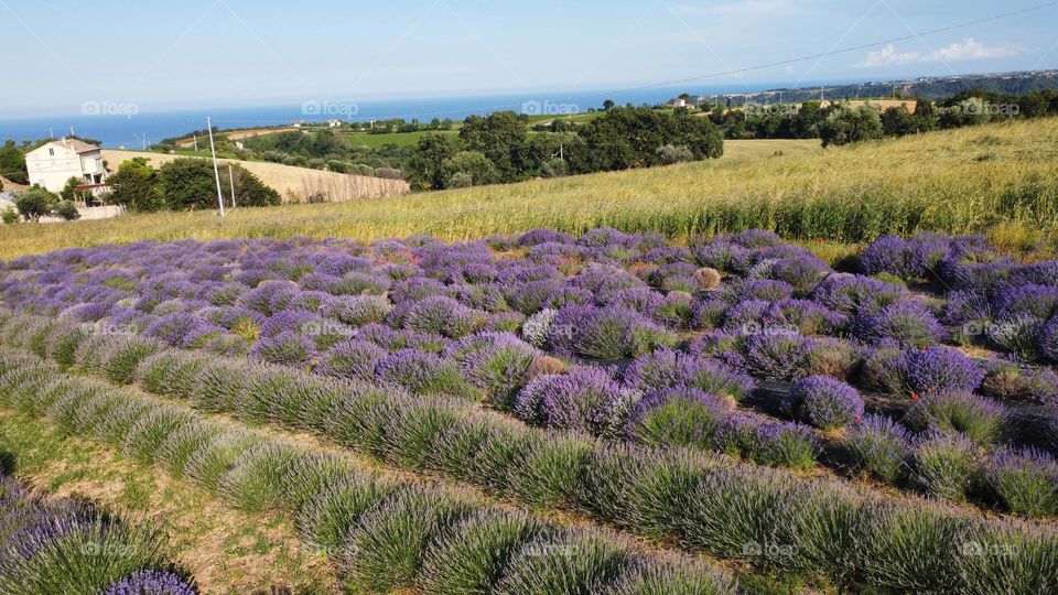 Lavender field with sea at the horizon 