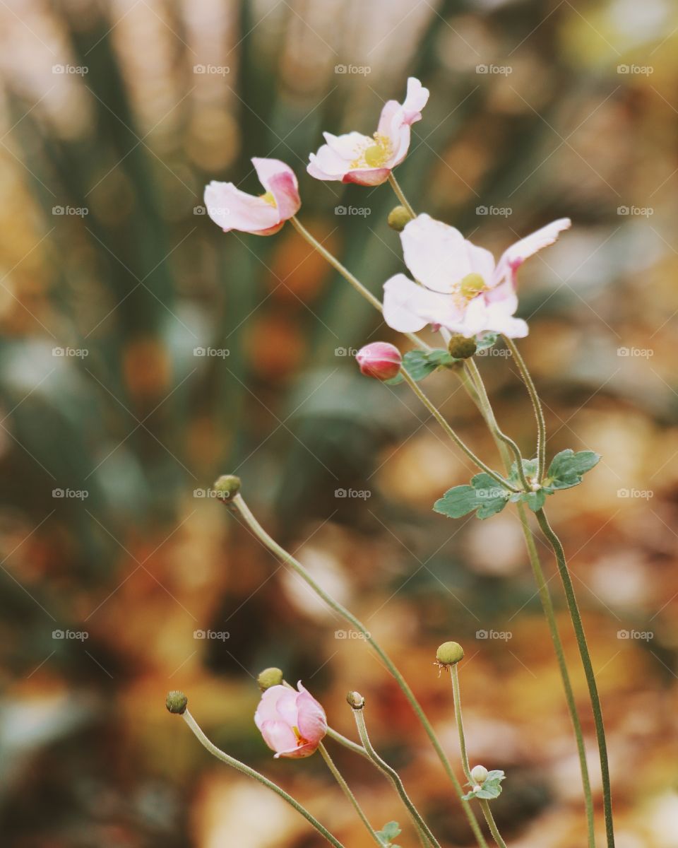 autumn flowers