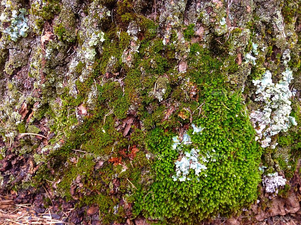 Moss on log. Moss and lichen growing on a log