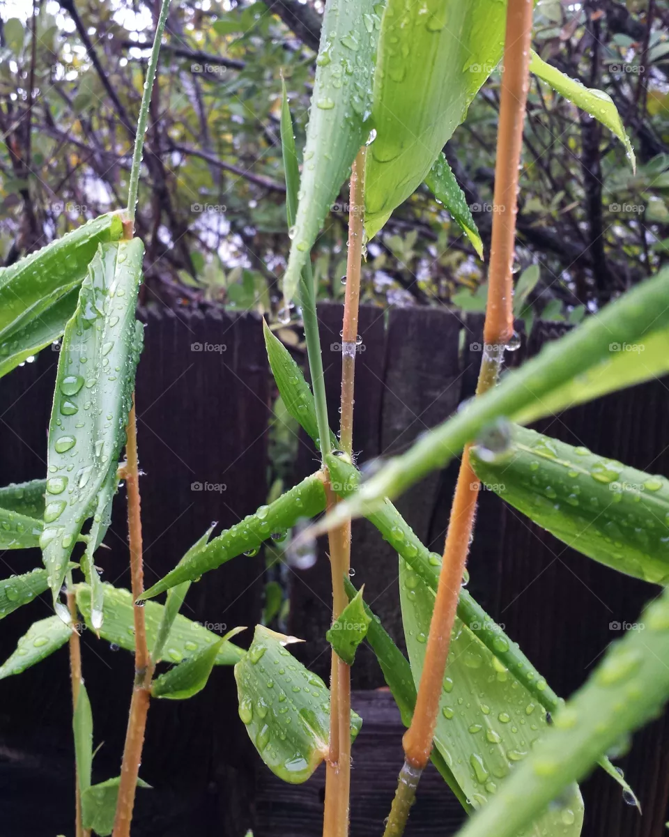 leaf