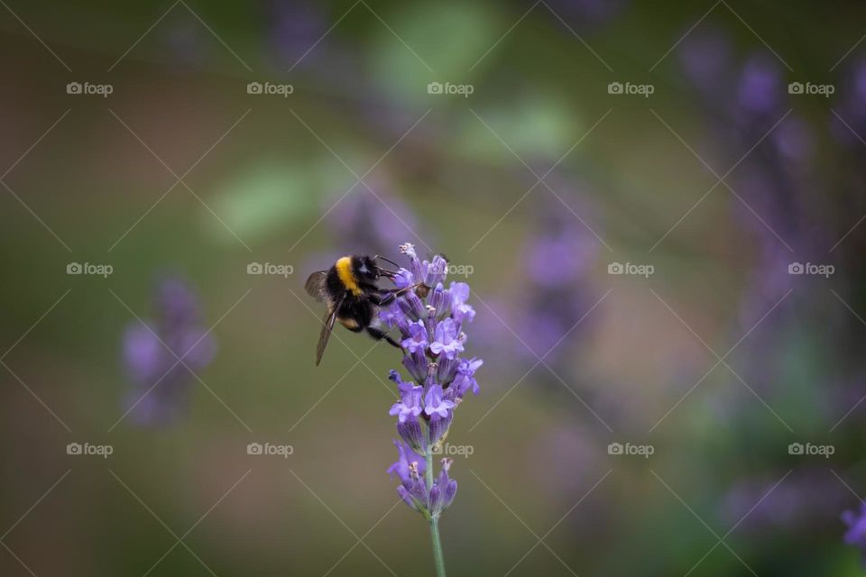 bumblebee on a flower