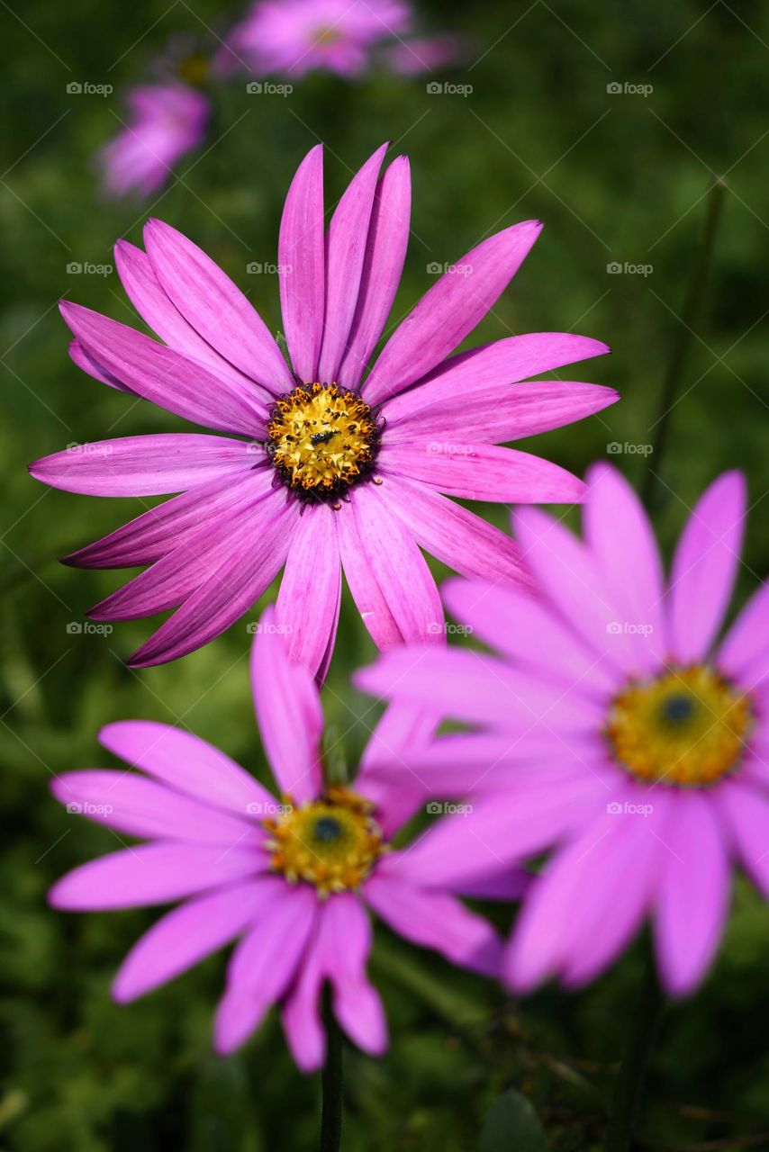 Closeup shot of beautiful punk flowers in the garden