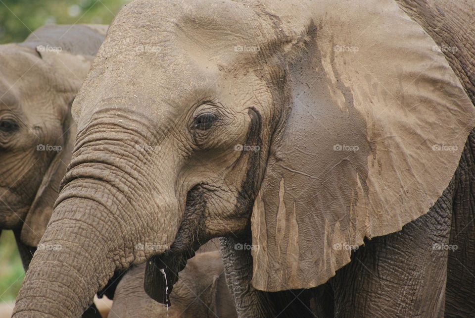 A close up shot of an elephant 