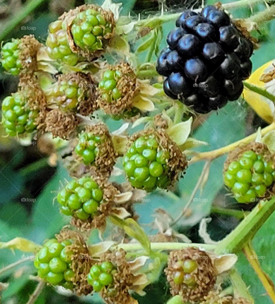 Mother blackberry and her brood. Wild Washington blackberries.