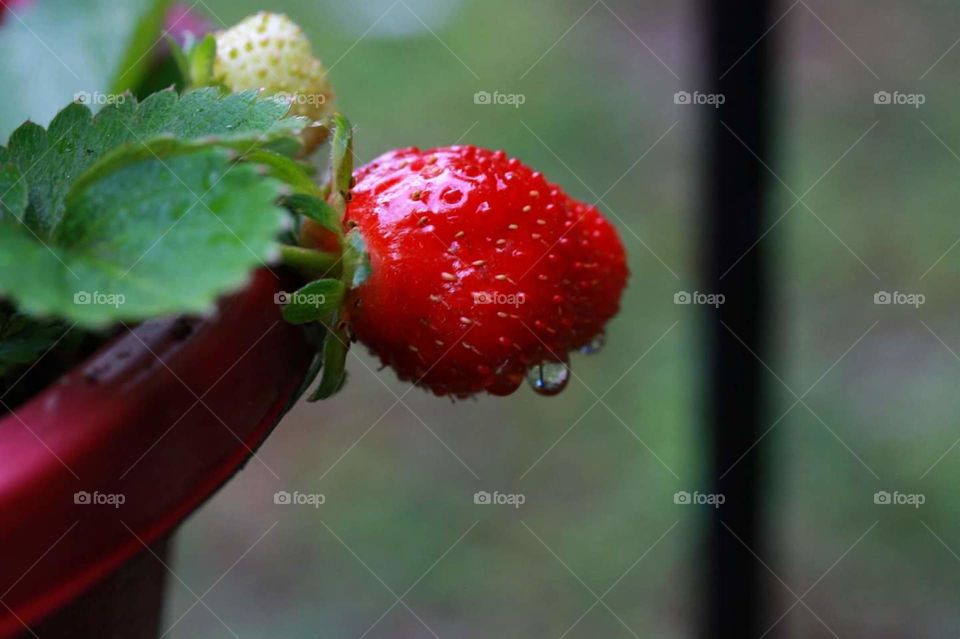 strawberry on plant in garden with dew drops