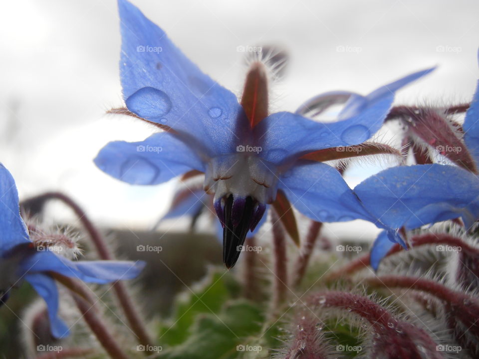 Borrage With Raindrops