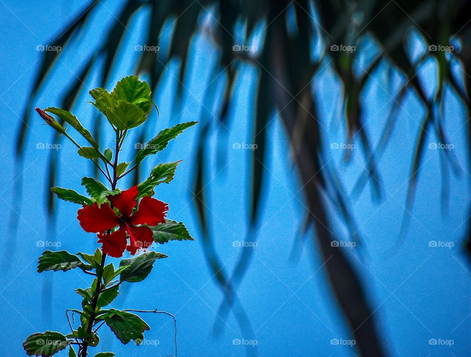 Wild hibiscus on a bright blue day