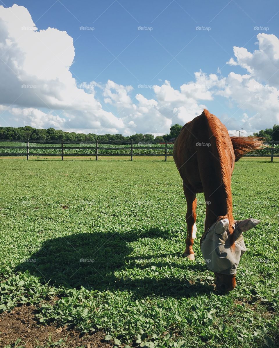 Horse eating grass