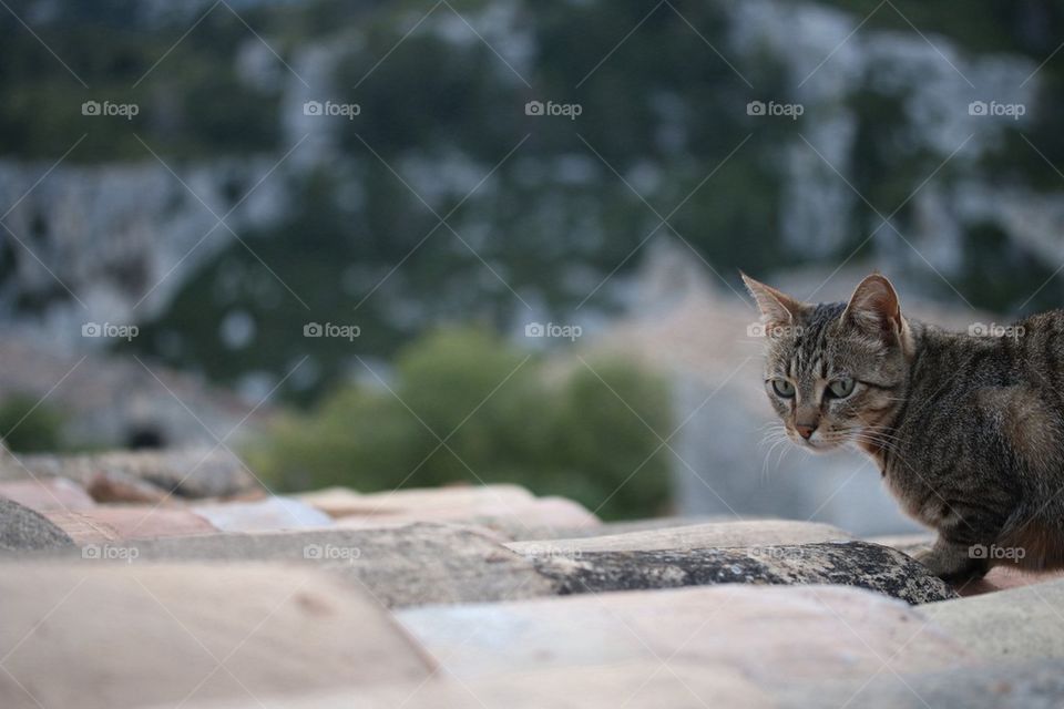 Roof Cat