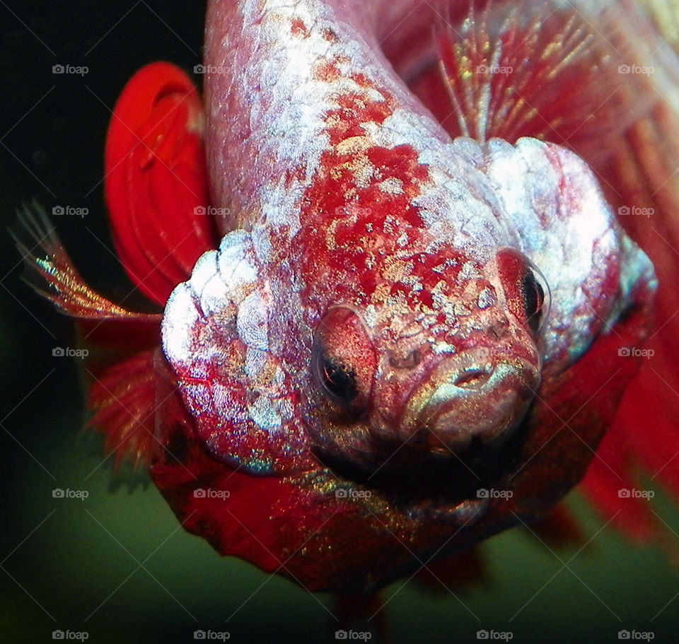 Angry Red Betta Fish. close up of a show off