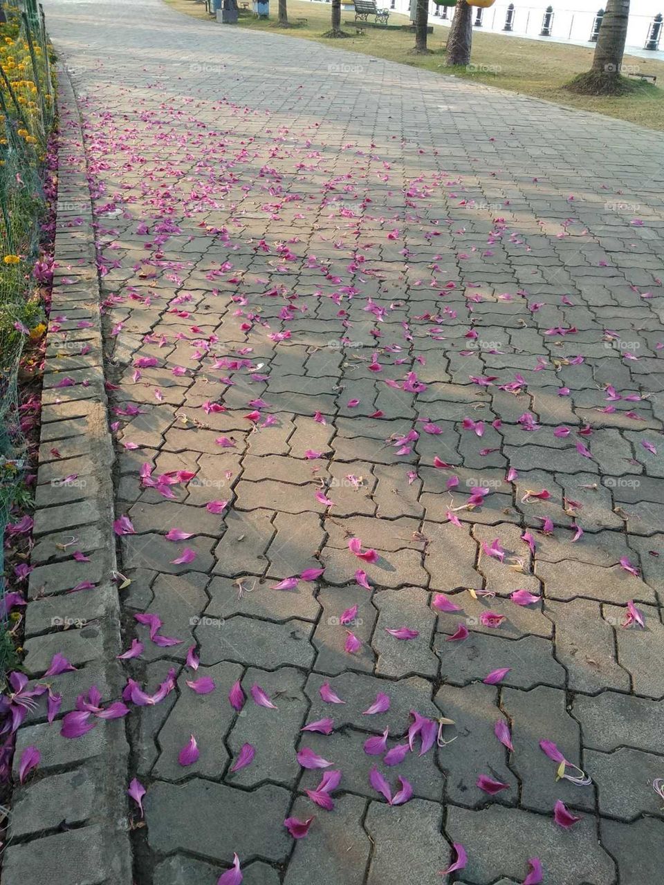Flowers of trees are scattered on the road