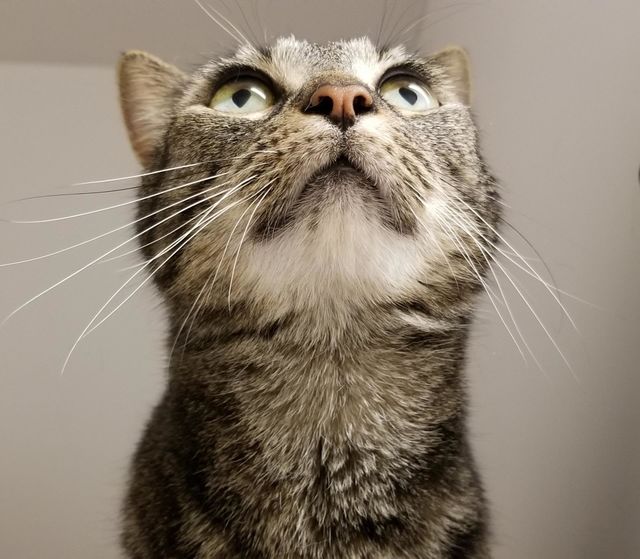 shelter cat